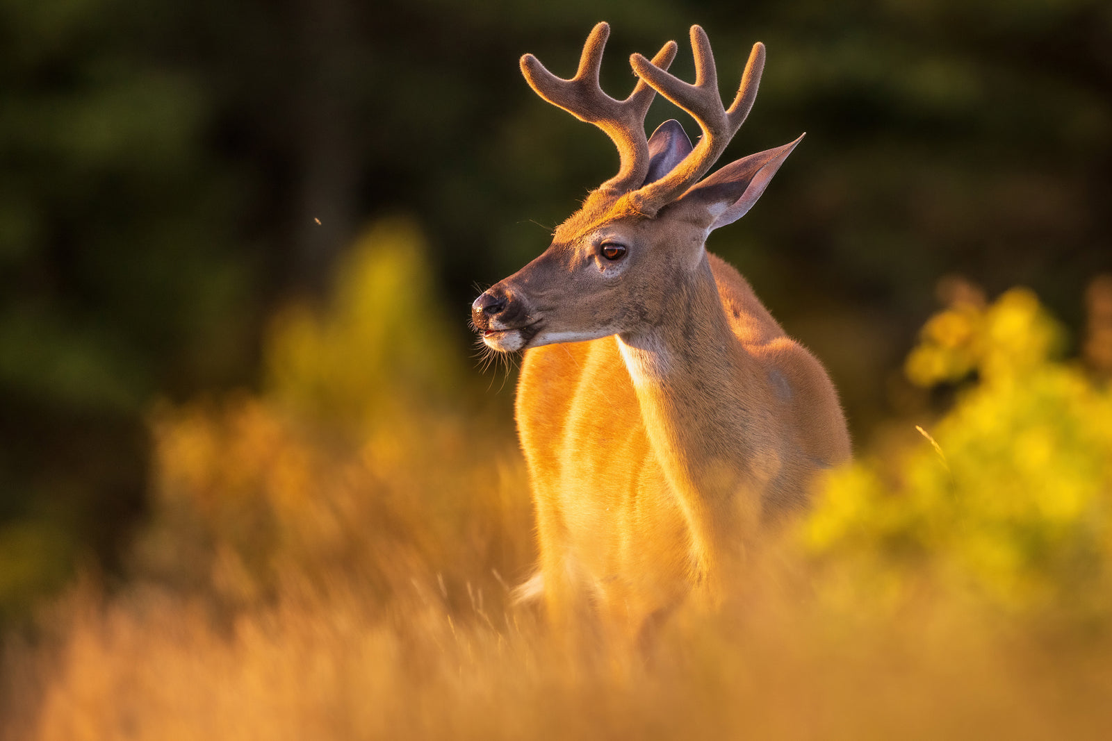 Portrait of the deer