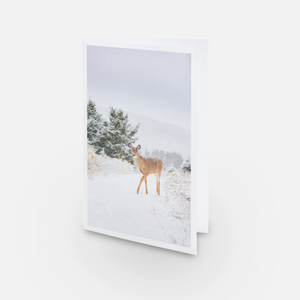 Set of greeting cards (5) - Deers under the snow