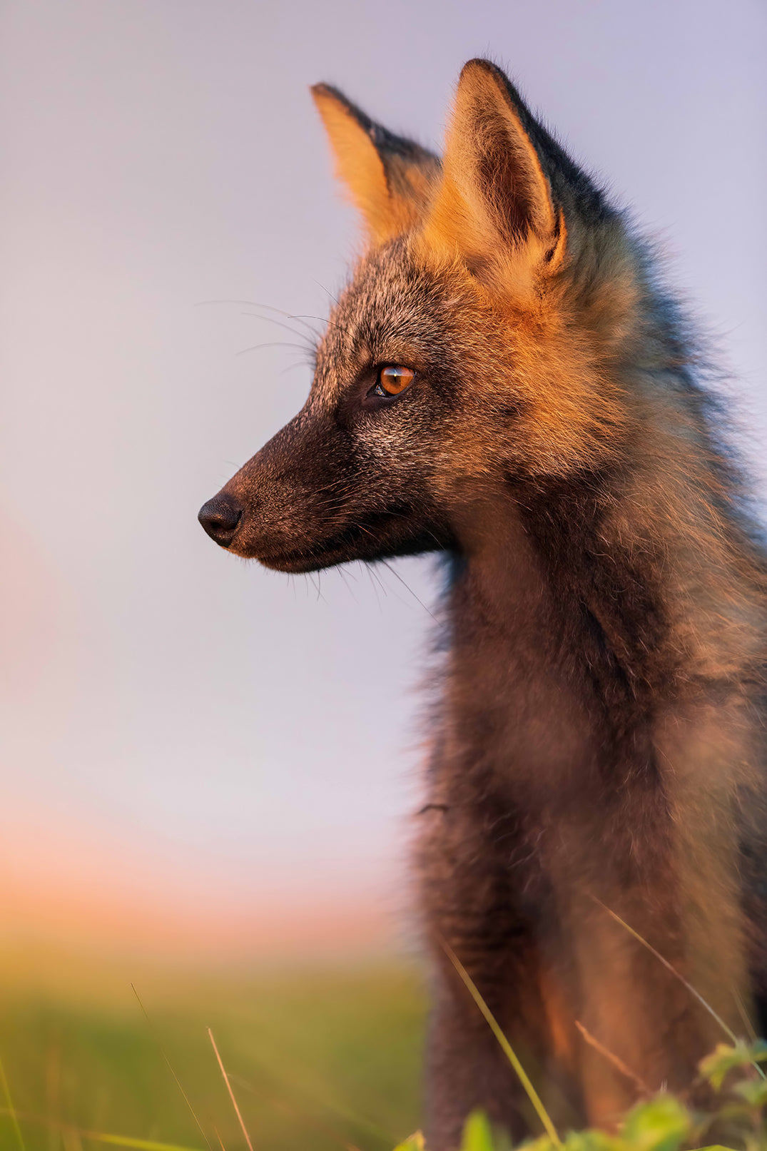 Crossed fox profile