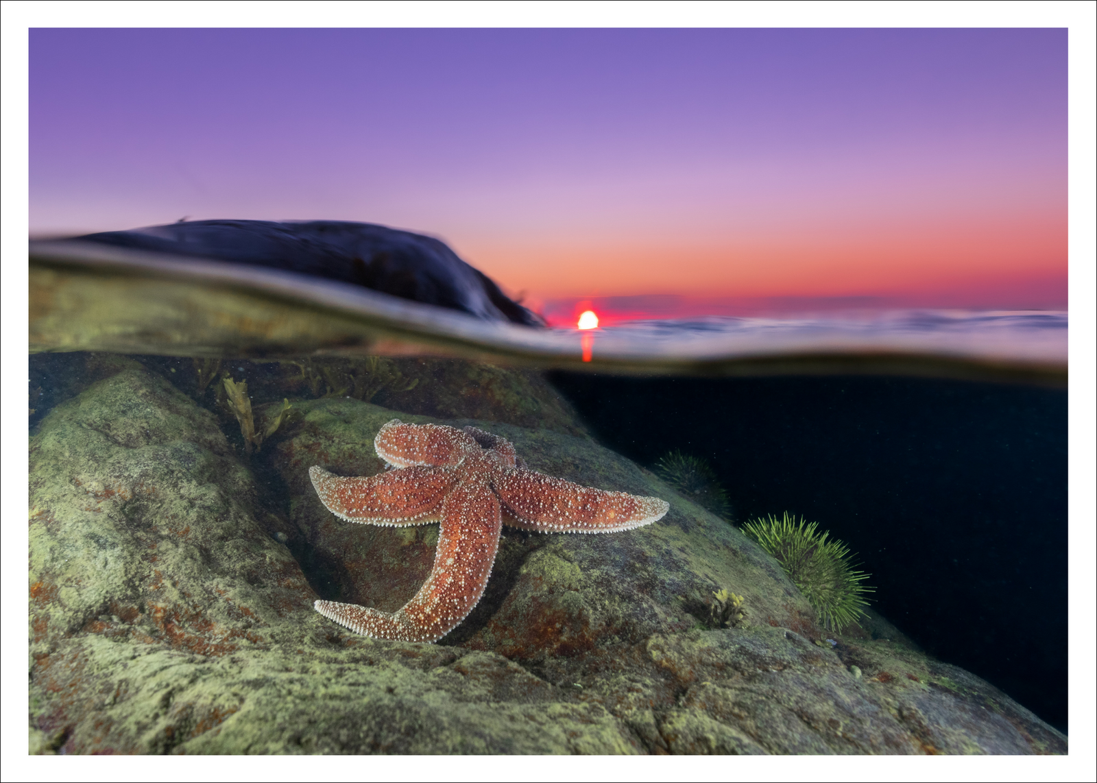 Sunset star - carte postale