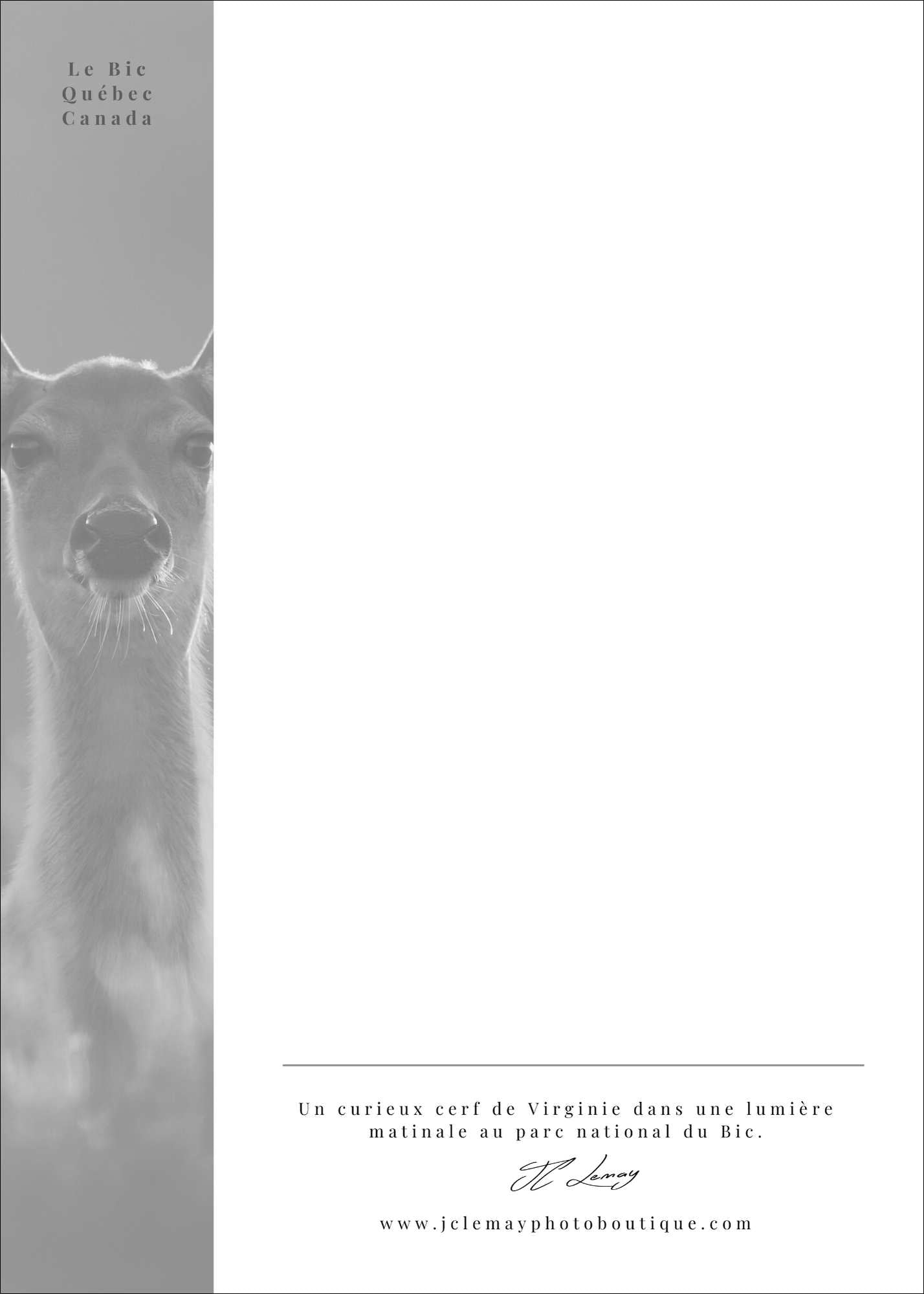 Cerf de Virginie - carte postale