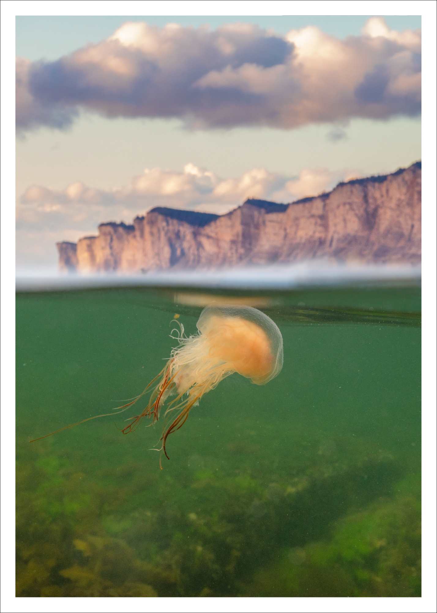 Méduse X Cap - carte postale