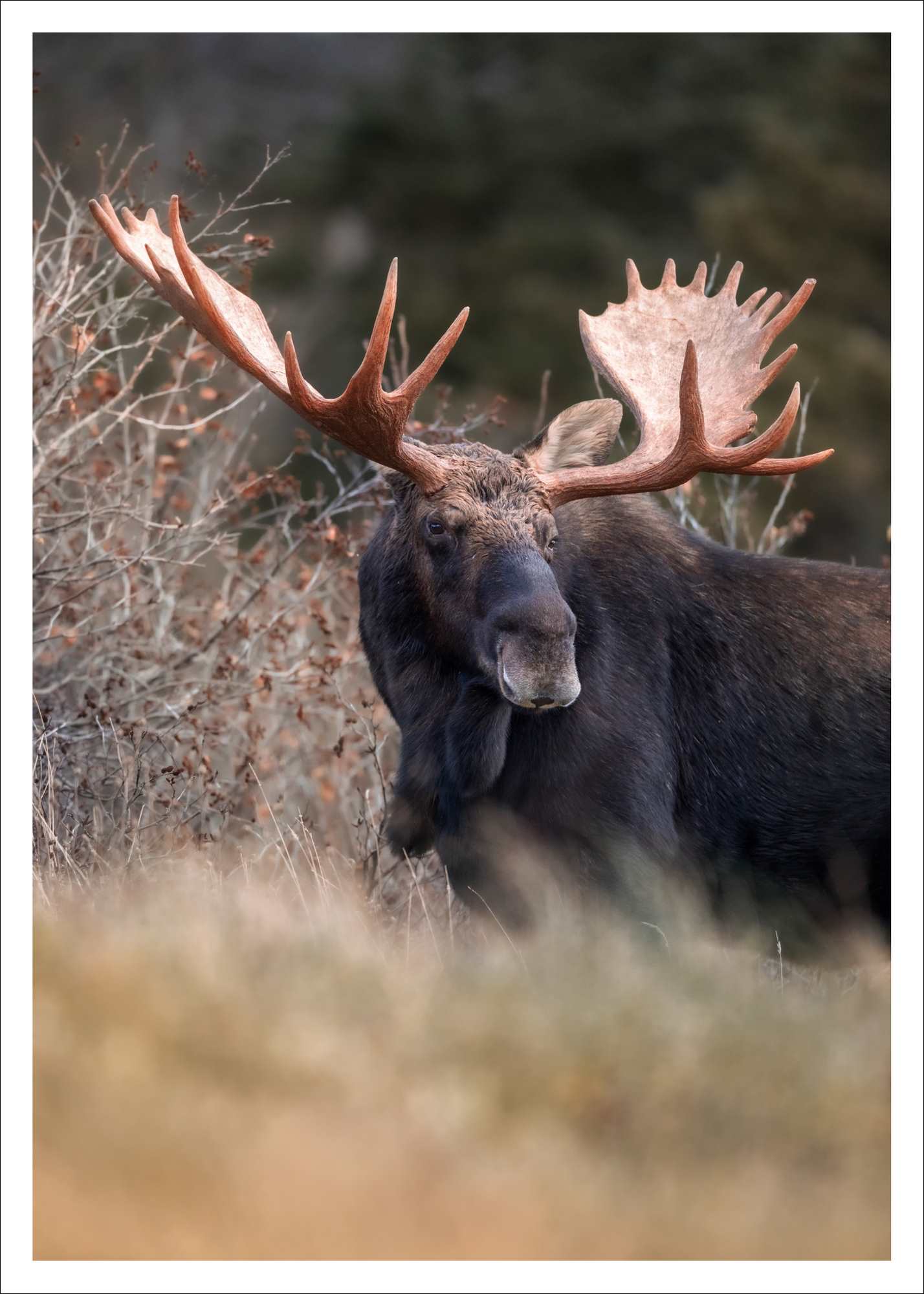 Orignal - carte postale