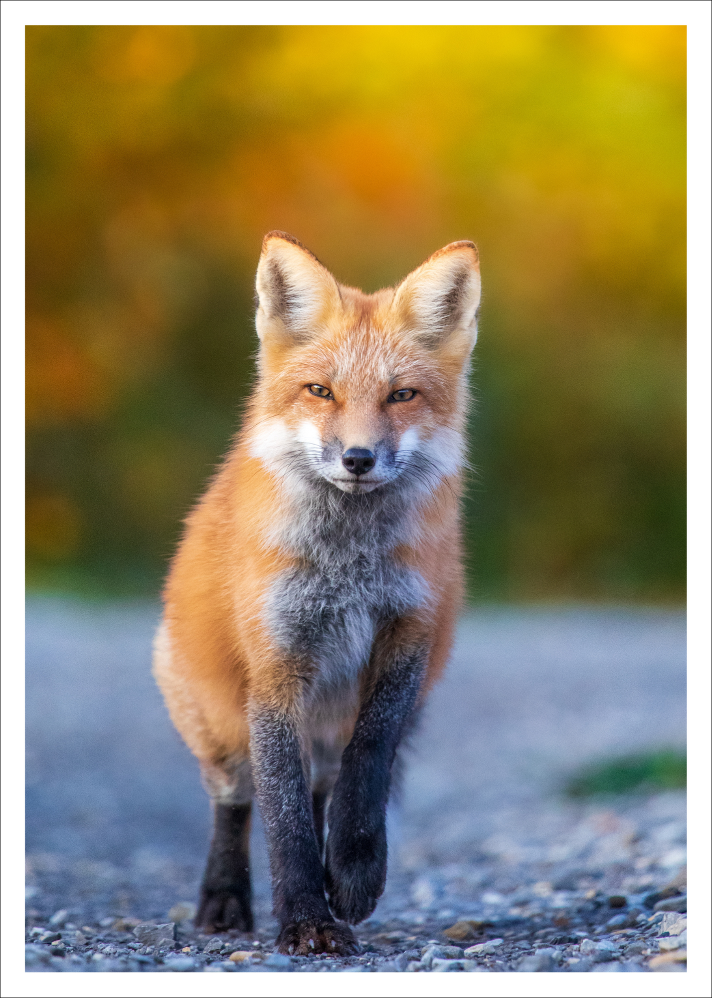 Rusé - carte postale