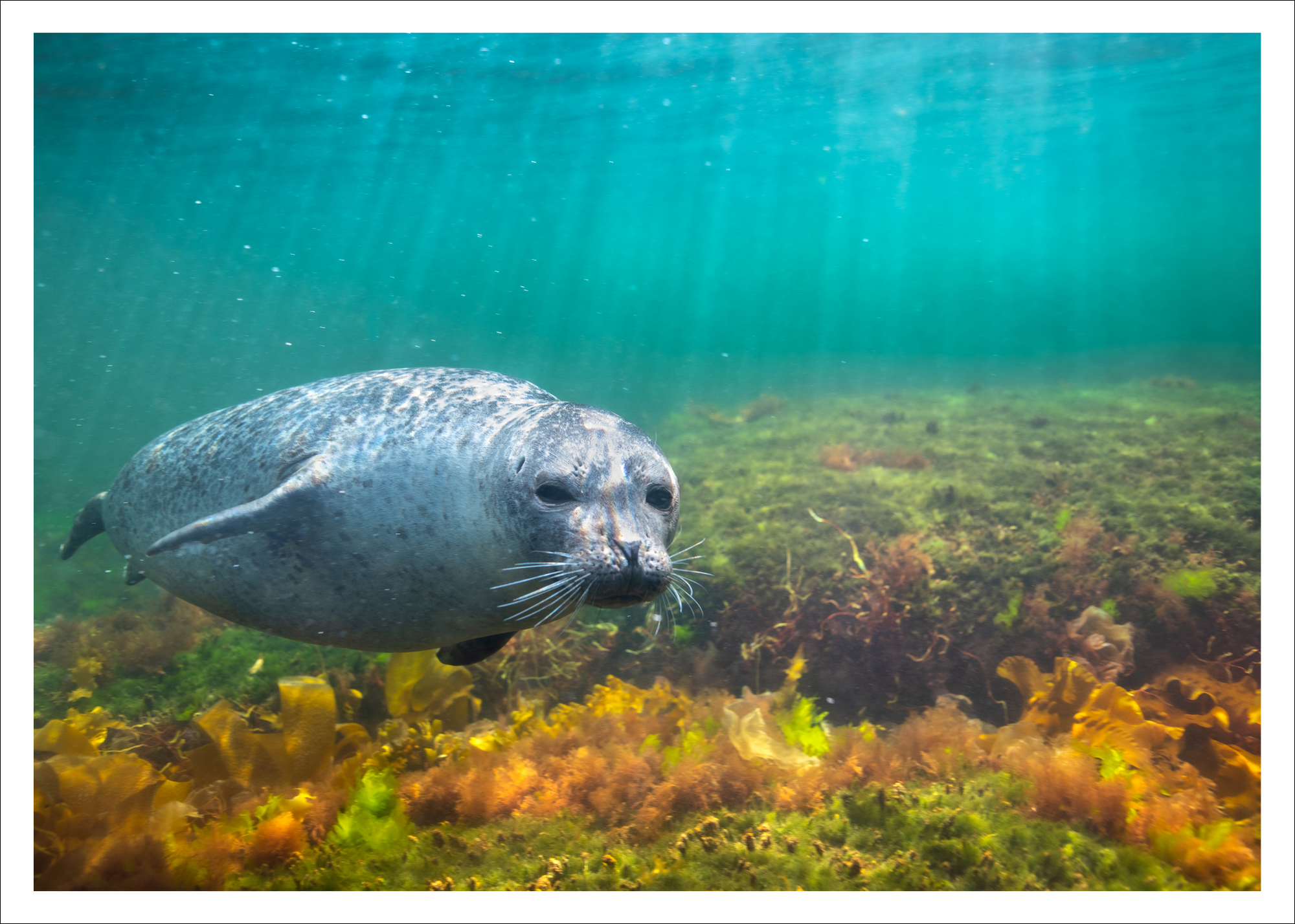 Harbor seal underwater -  Postcard
