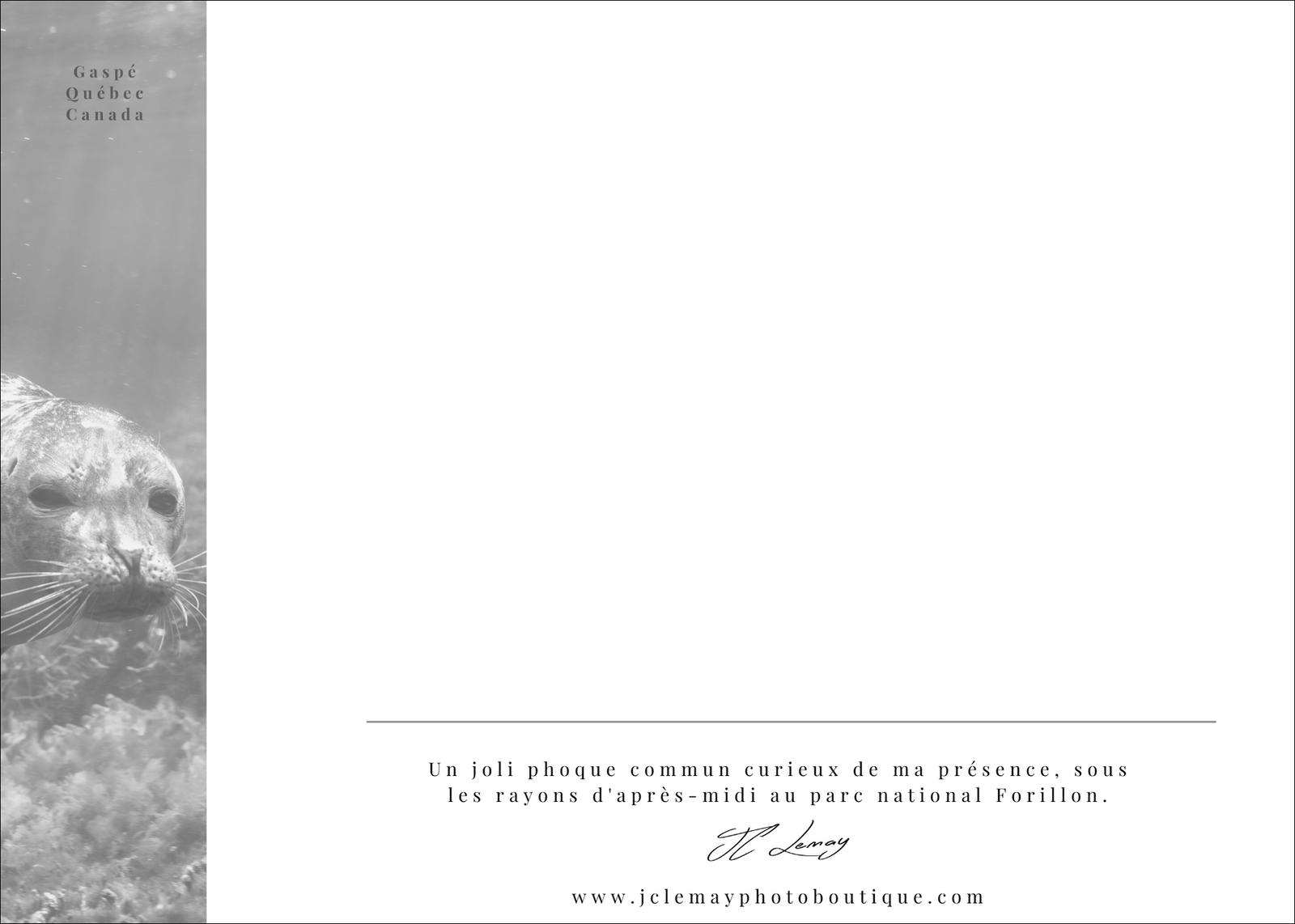 Phoque commun sous l'eau - carte postale