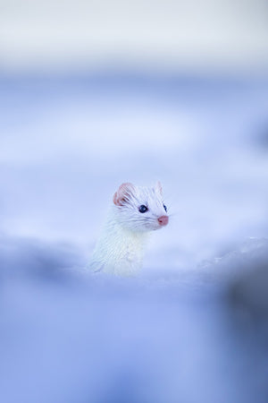 Weasel on the ice