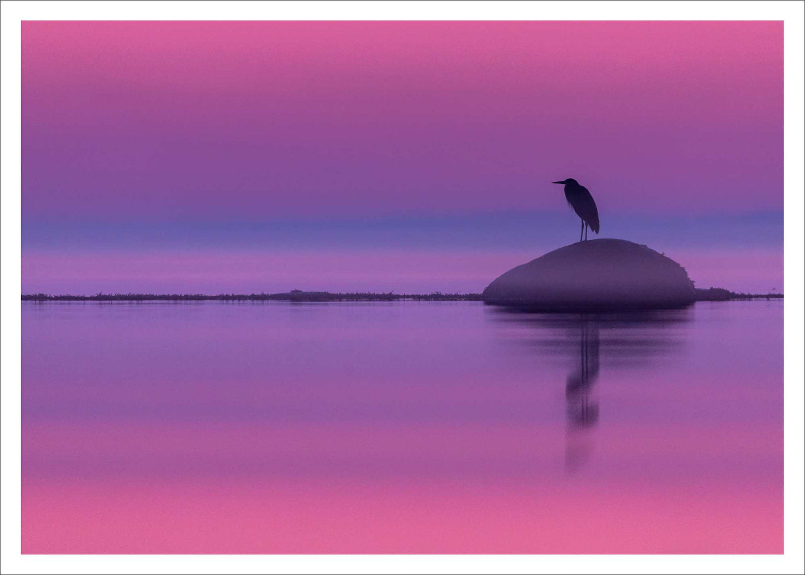 Héron - carte postale