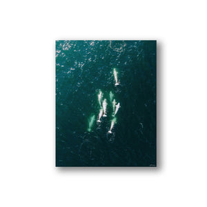 Belugas from the air