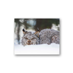 Curious lynx