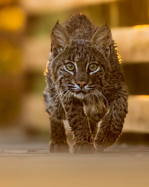 Face to face with a Bobcat