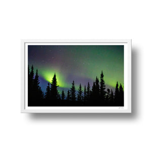 Northern lights on the conifers