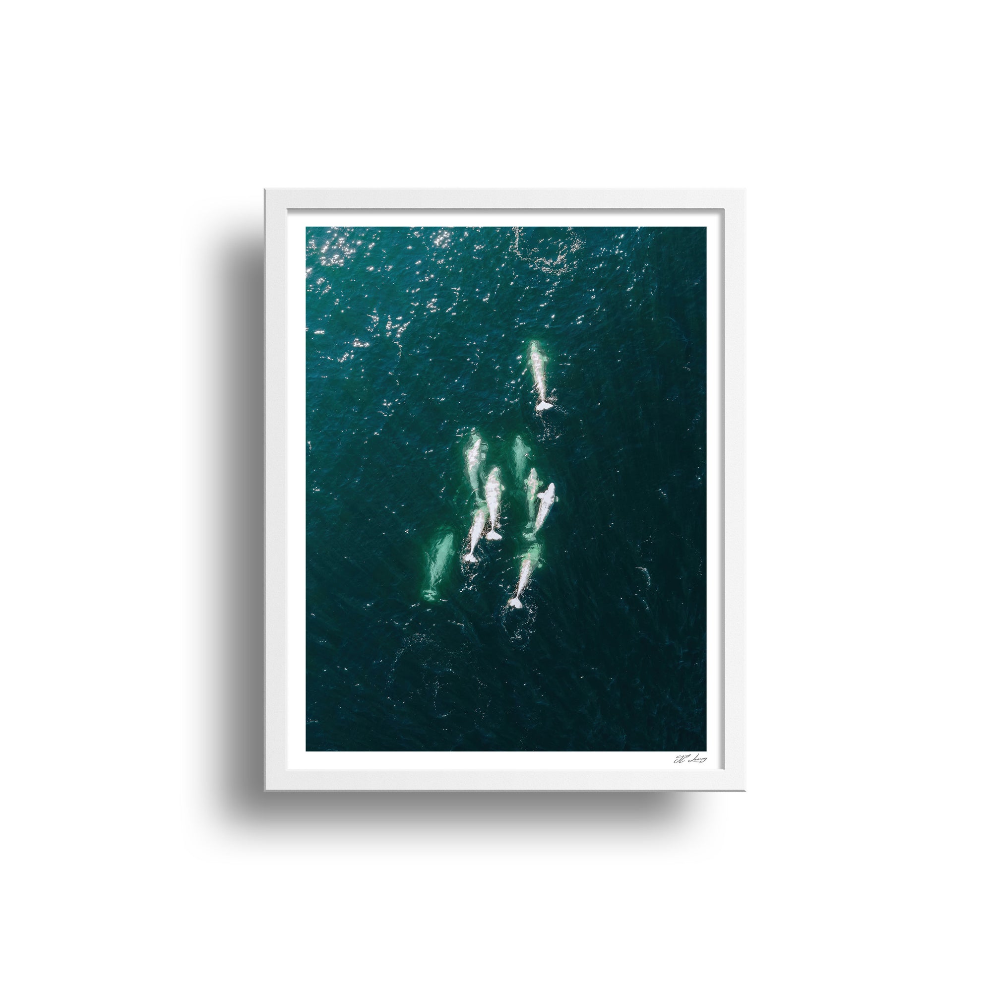Belugas from the air