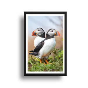 Puffins duo