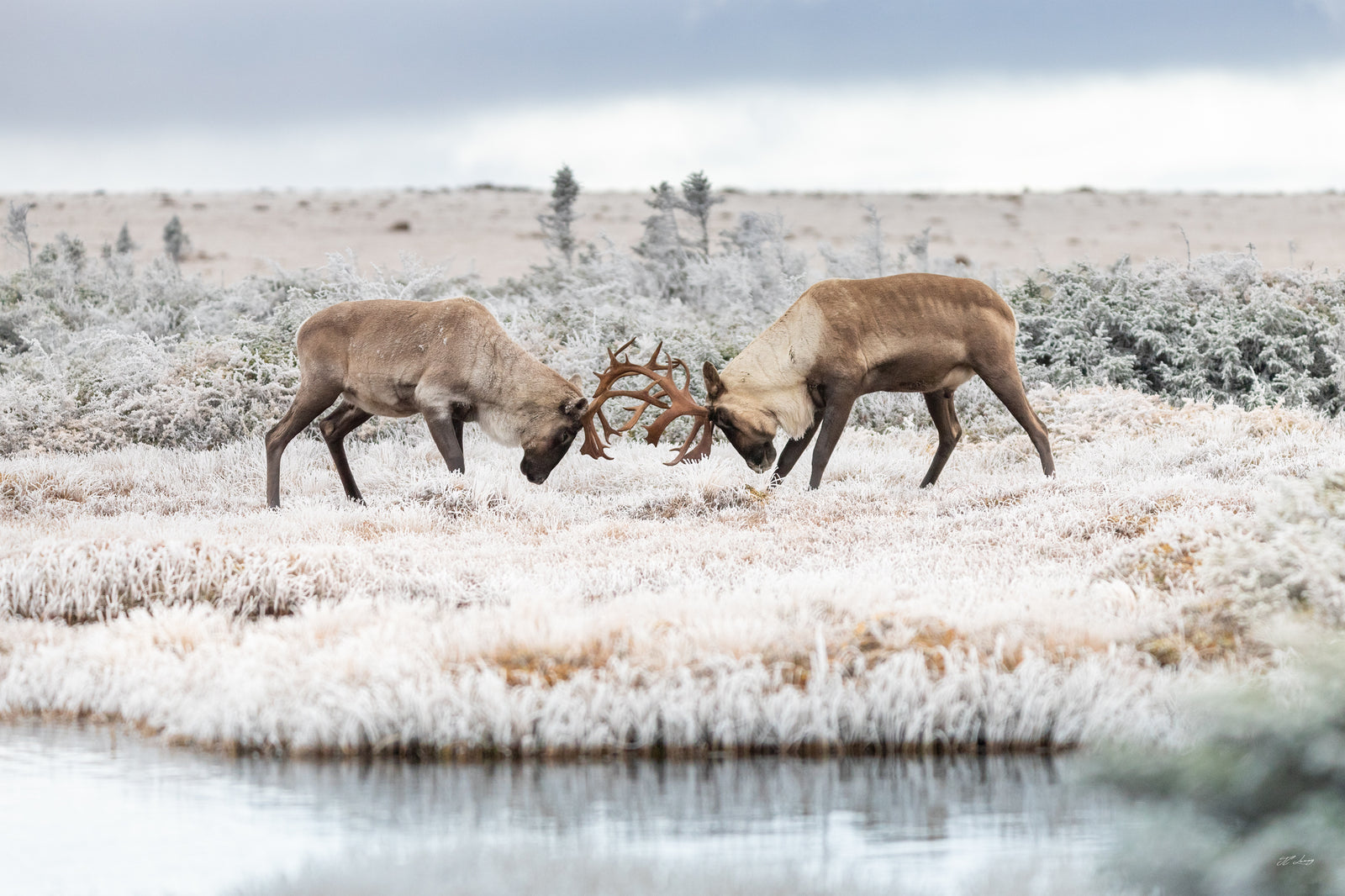 Print 20x30 cm - Caribou