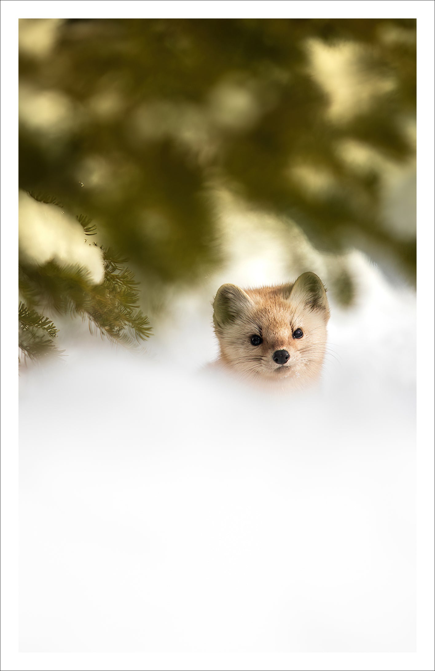 Sous les branches - Carte de souhaits