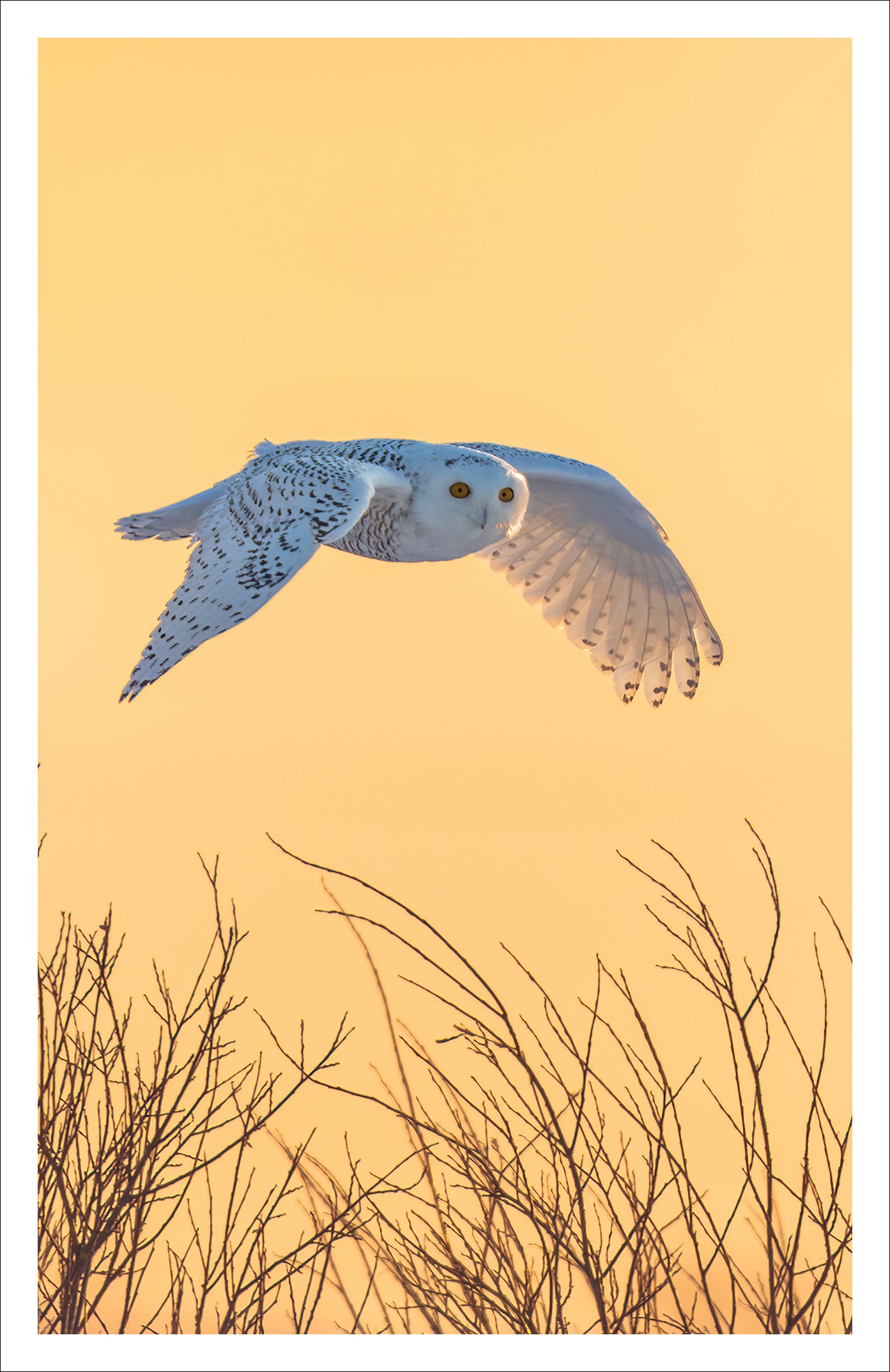 L'envol doré - Carte de souhaits