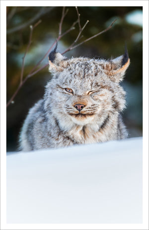 Le clin d'oeil du Lynx - Greeting card