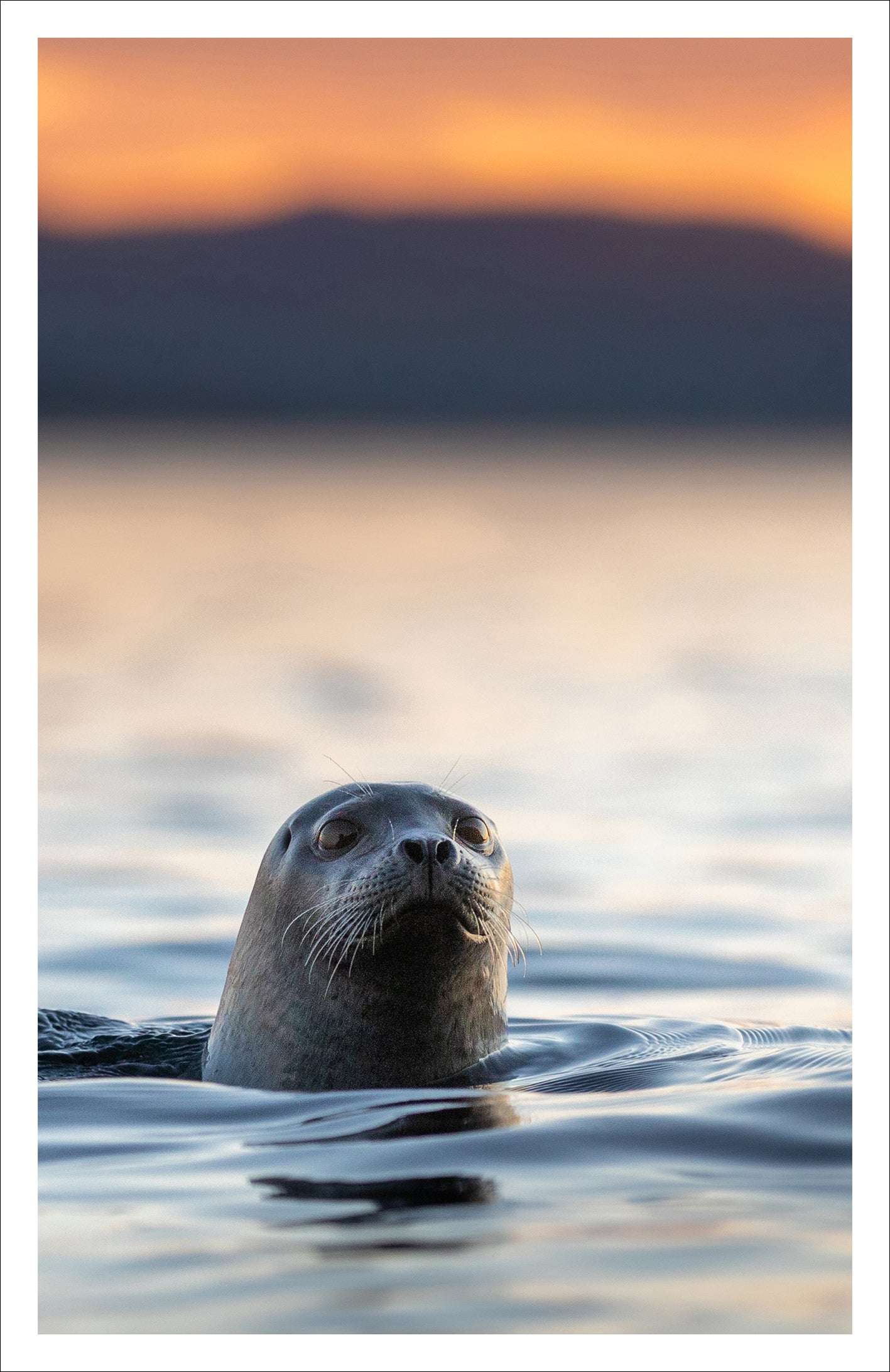 Périscope - Carte de souhaits