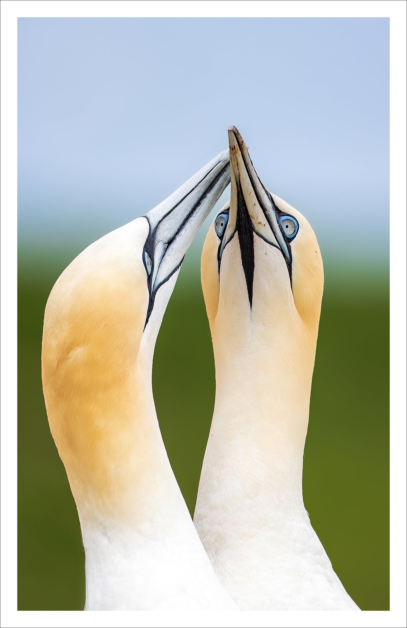 Northern Gannets - Greeting card