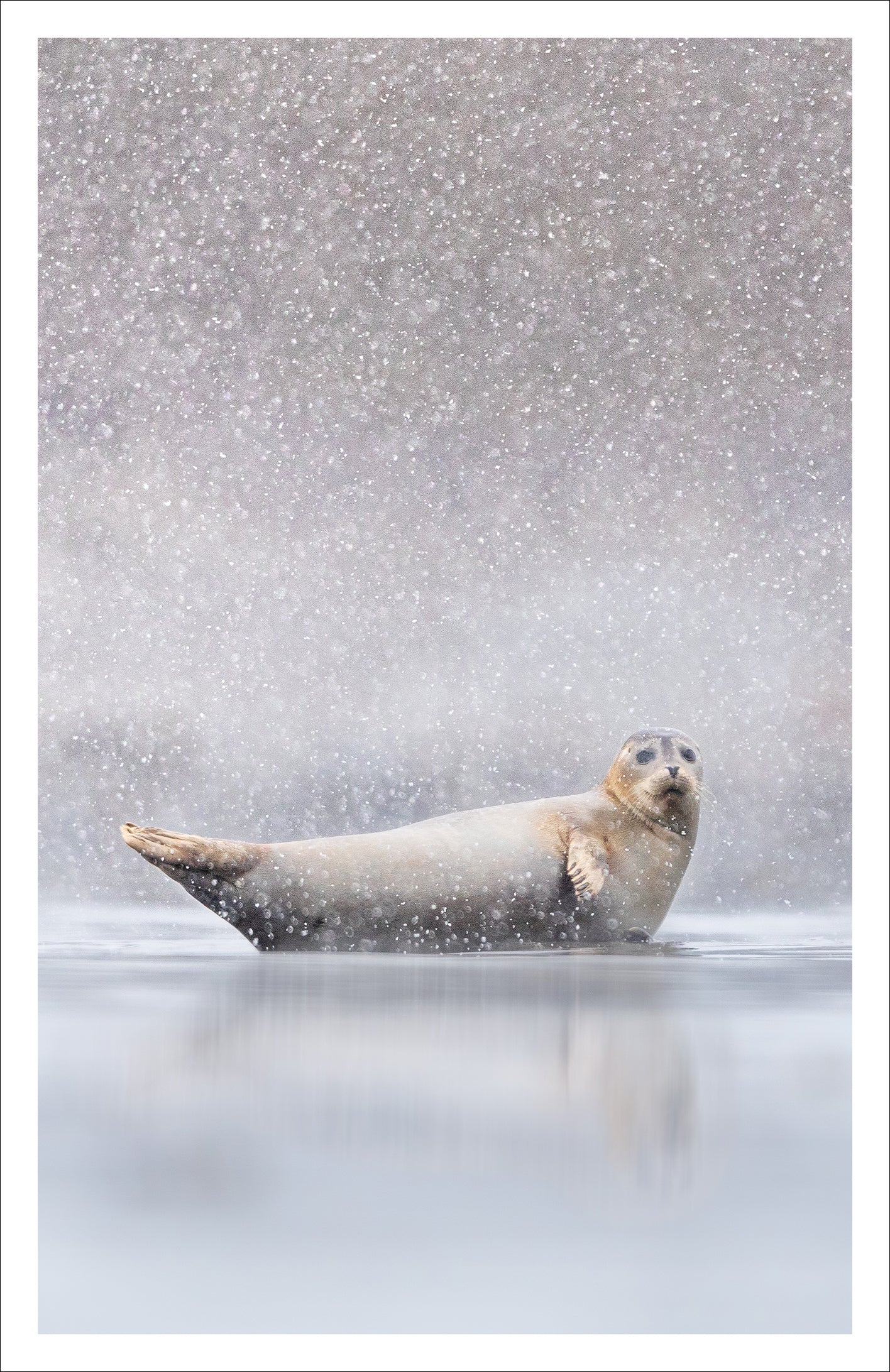 Neige d'avril - Carte de souhaits