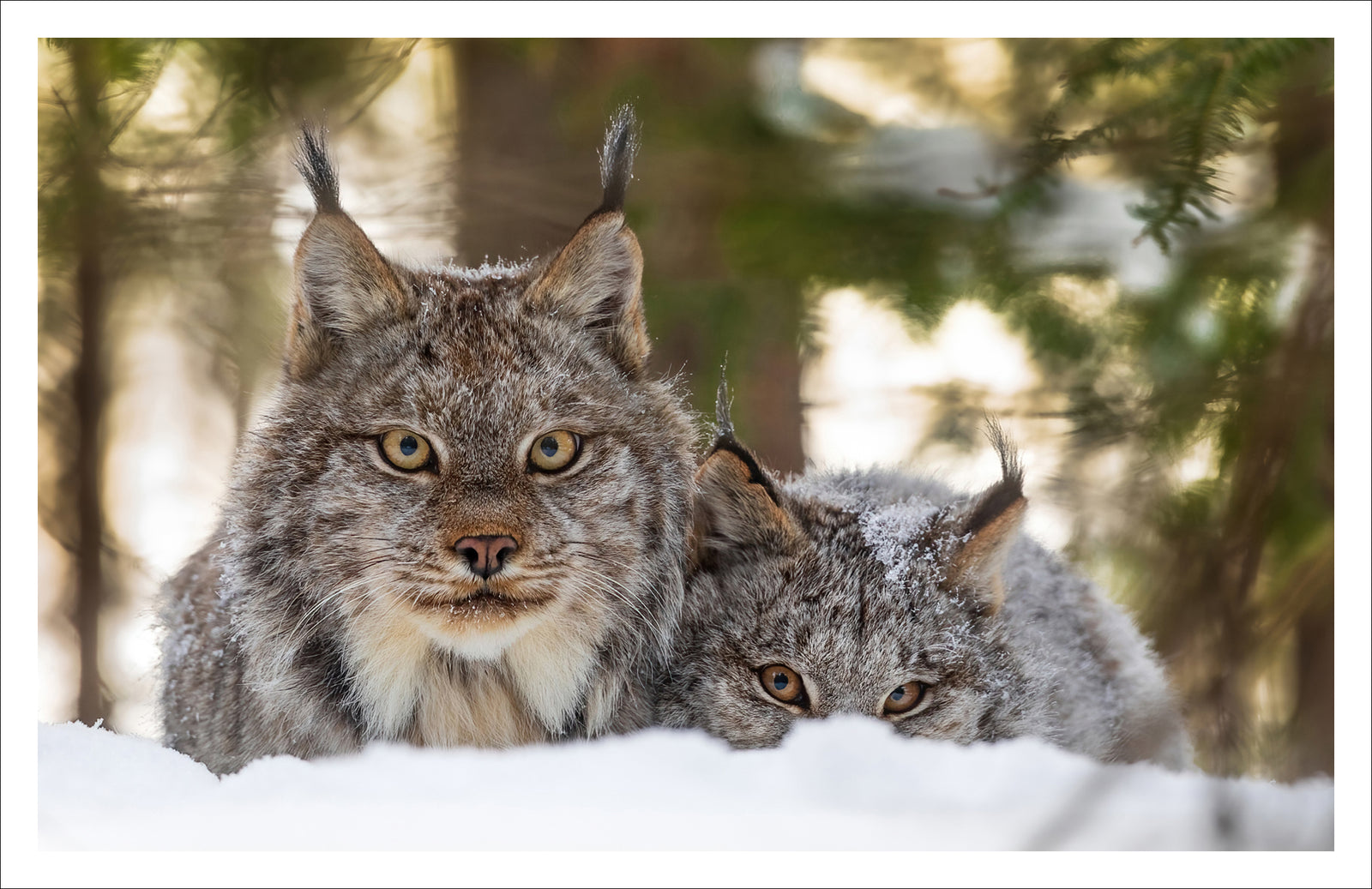 Regard boréal - Carte de souhaits
