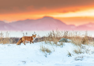 Puzzle - Red fox at sunset