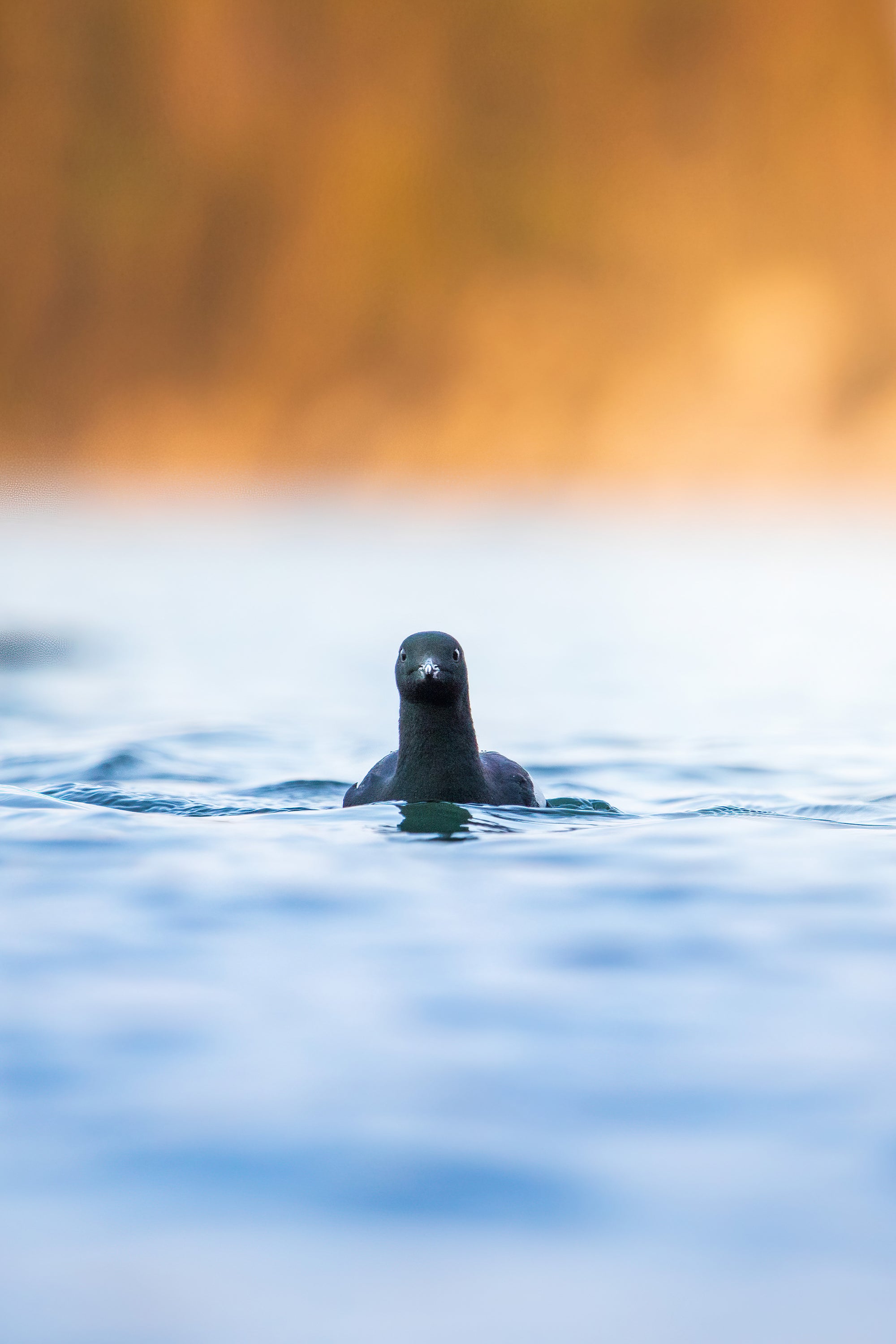 Face to face with black guillemot