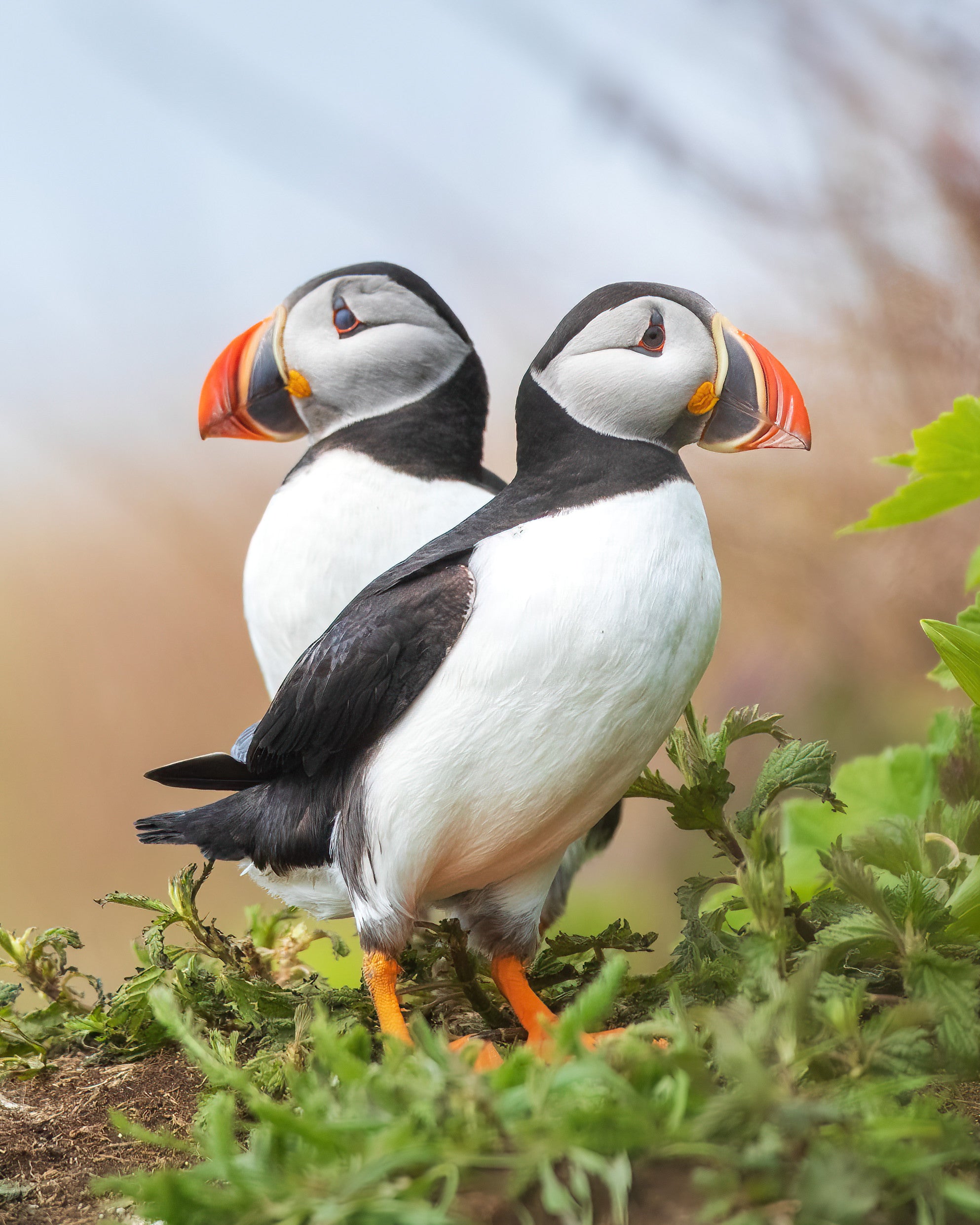 Puffins duo