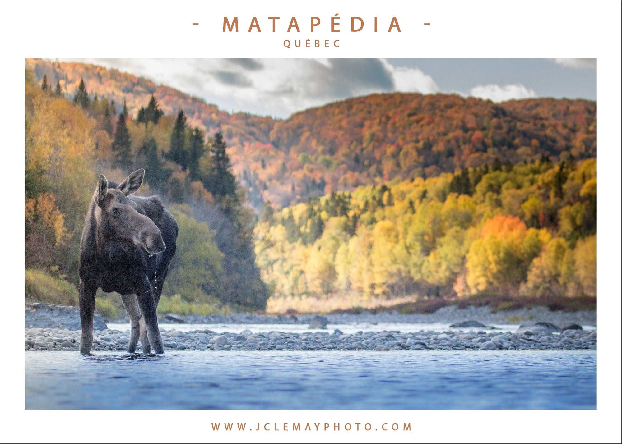 Carte postale d'un orignal en pleine rivière Matapédia, par JC Lemay Photo