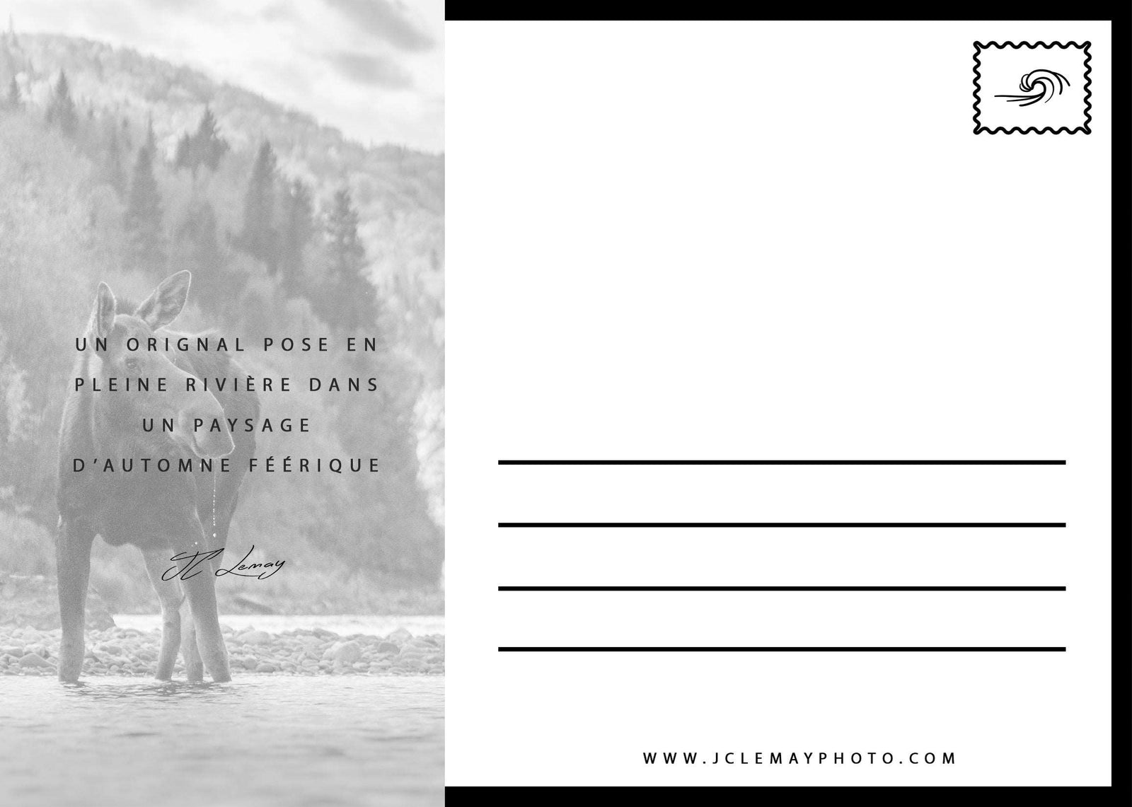 Carte postale d'un orignal en pleine rivière Matapédia, par JC Lemay Photo