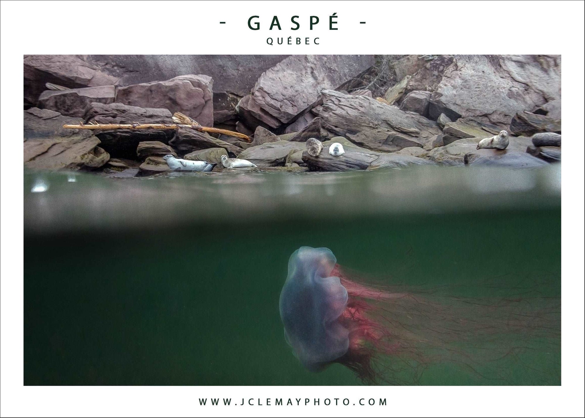 Carte postale d'une méduse et des phoques en Gaspésie, par Jc Lemay Photo