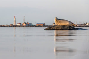Harbor seal X Lighthouse
